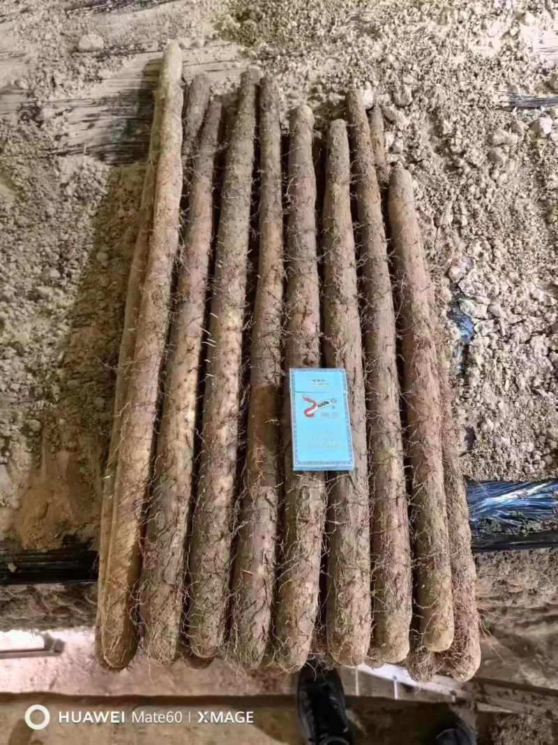 河北精品白玉山药大量上市价格优惠欢迎咨询！
