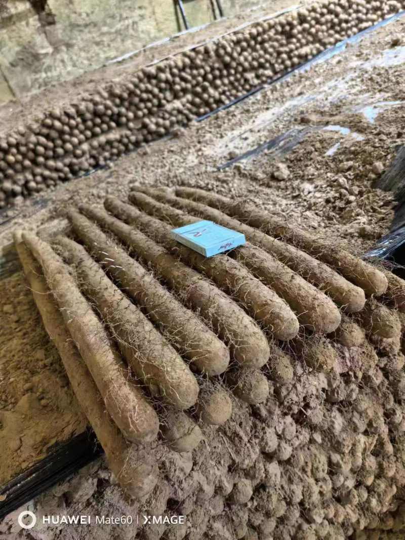 河北精品白玉山药大量上市价格优惠欢迎咨询！
