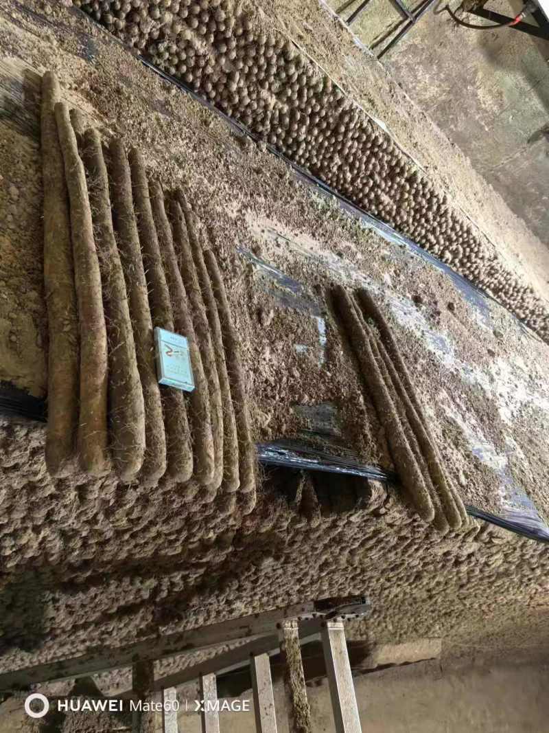 河北精品白玉山药大量上市价格优惠欢迎咨询！