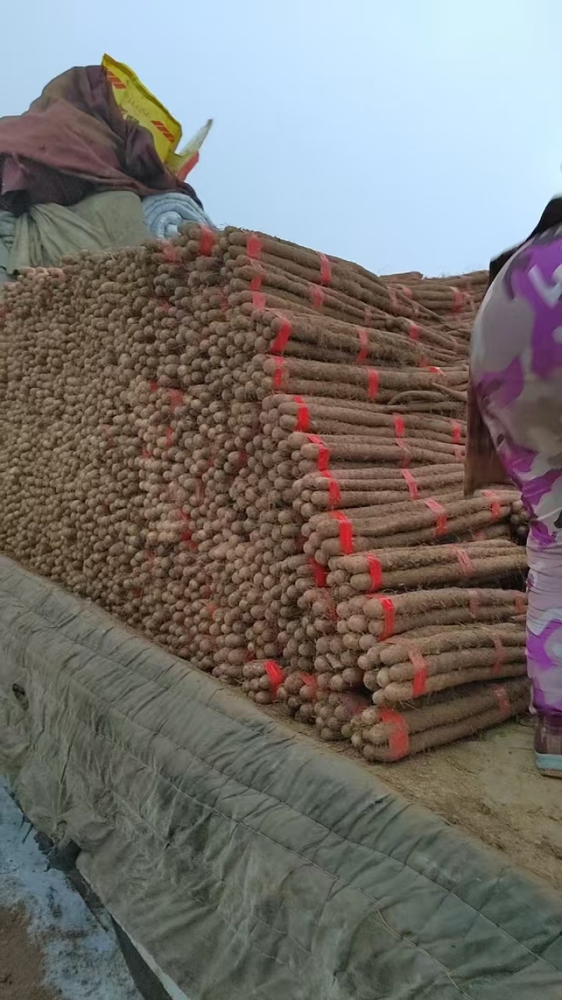 河北精品白玉山药大量上市价格优惠欢迎咨询！