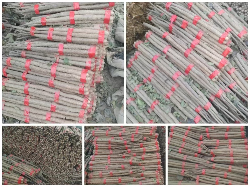 河北精品白玉山药大量上市价格优惠欢迎咨询！