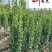 北海道黄杨特惠批发60-200公分现货成都北海道黄杨
