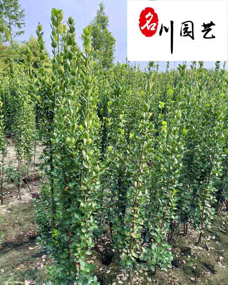 北海道黄杨特惠批发60-200公分现货成都北海道黄杨