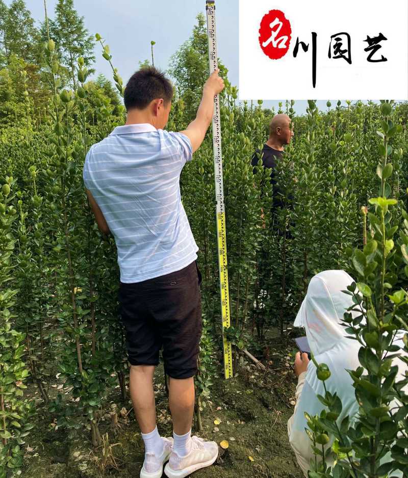北海道黄杨特惠批发60-200公分现货成都北海道黄杨