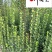 北海道黄杨特惠批发60-200公分现货成都北海道黄杨