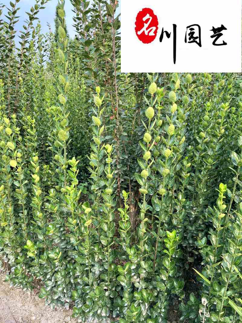 北海道黄杨特惠批发60-200公分现货成都北海道黄杨