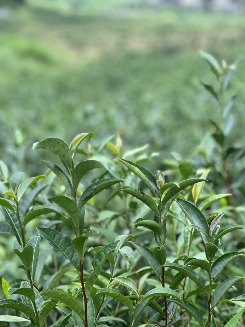 24新春茶一芽两叶一芽一叶芽头产地直发假一赔十
