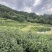 24新春茶一芽两叶一芽一叶芽头产地直发假一赔十