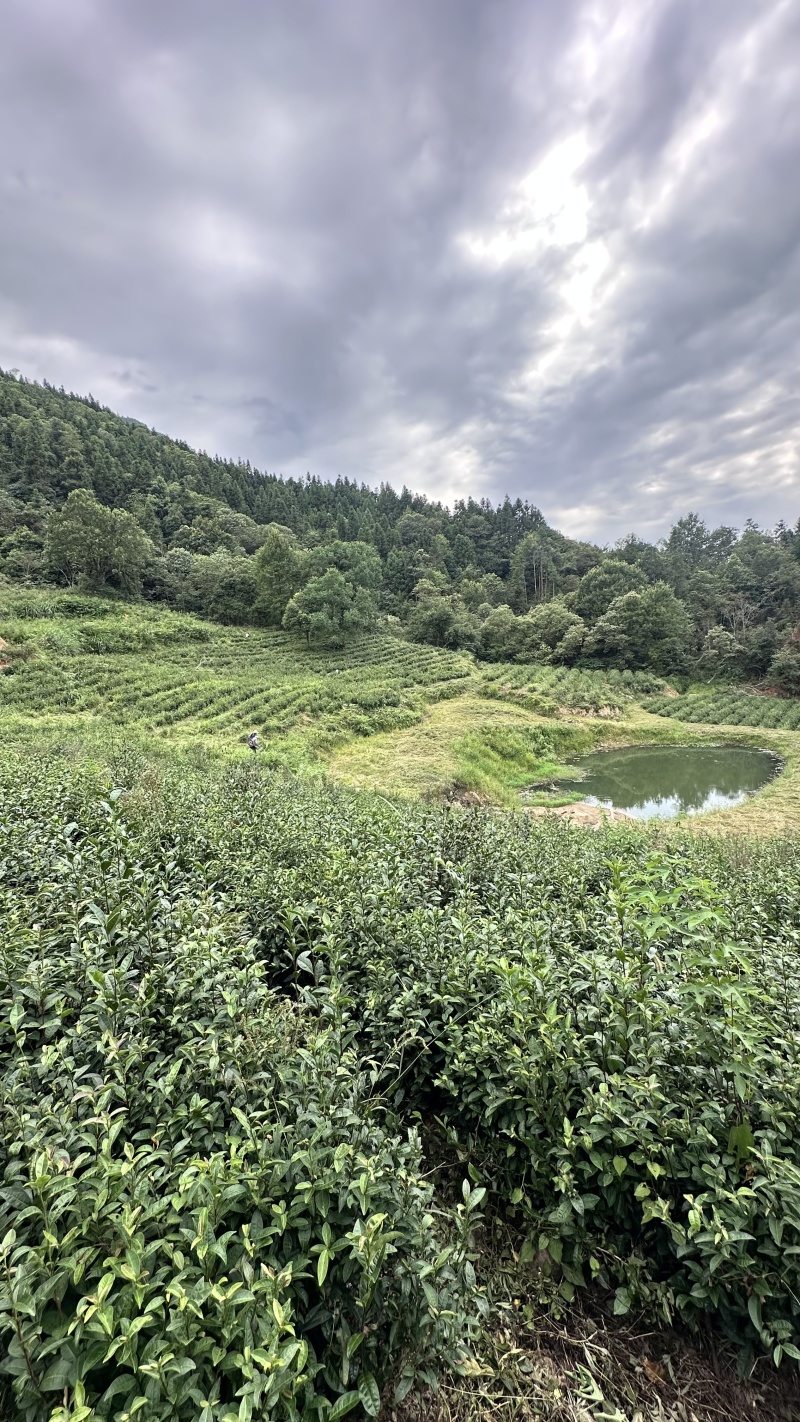 24新春茶一芽两叶一芽一叶芽头产地直发假一赔十