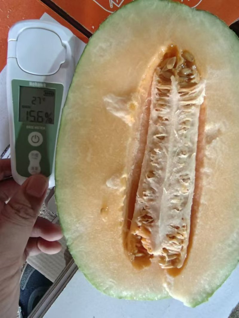 【实力供应】山东晓蜜25哈密瓜皮薄汁多脆甜爽口量大从优