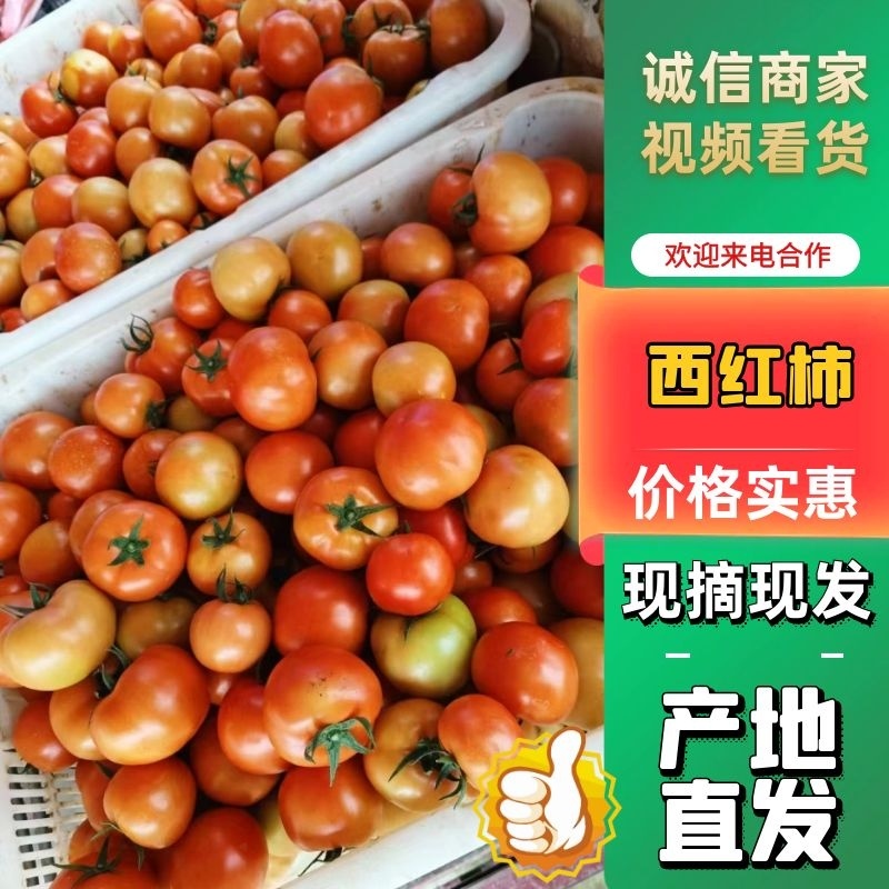 精品西红柿贵州安顺西红柿大量供应中产地直发量大优惠