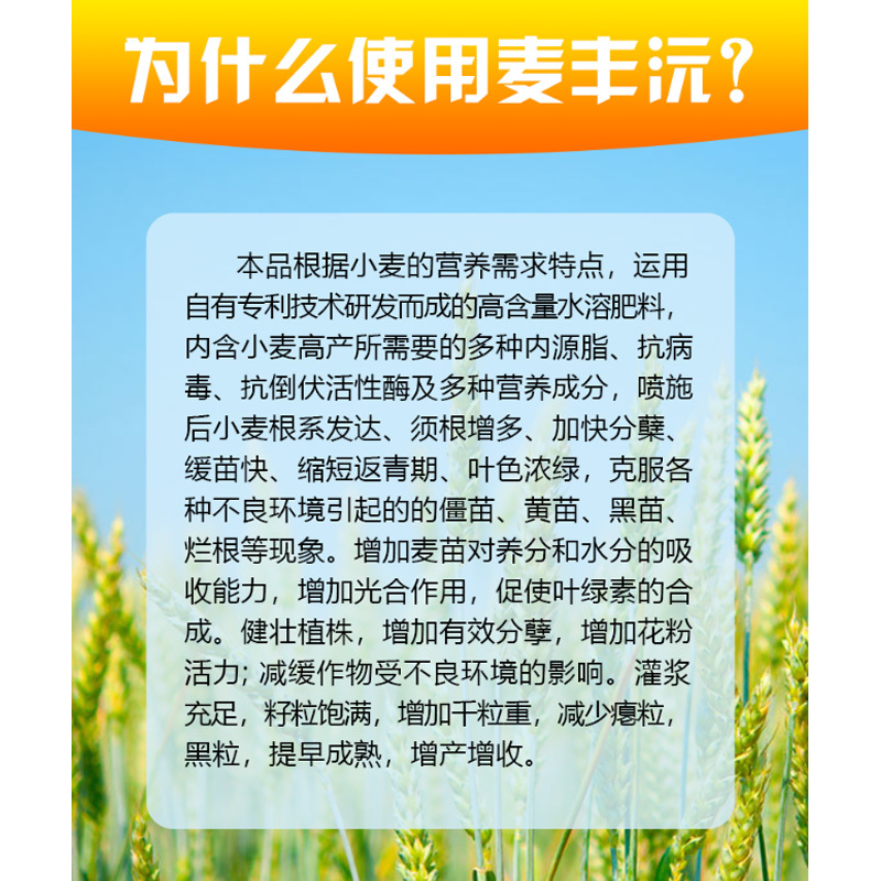 捷沅麦丰沅小麦高产叶面肥麦黄金增产促分蘖抗倒伏灌浆籽粒饱