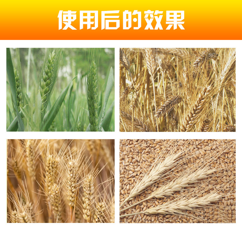 捷沅麦丰沅小麦高产叶面肥麦黄金增产促分蘖抗倒伏灌浆籽粒饱