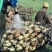 优质3735莲藕，鄂莲6号，鄂莲8号产地一手货源保质保量