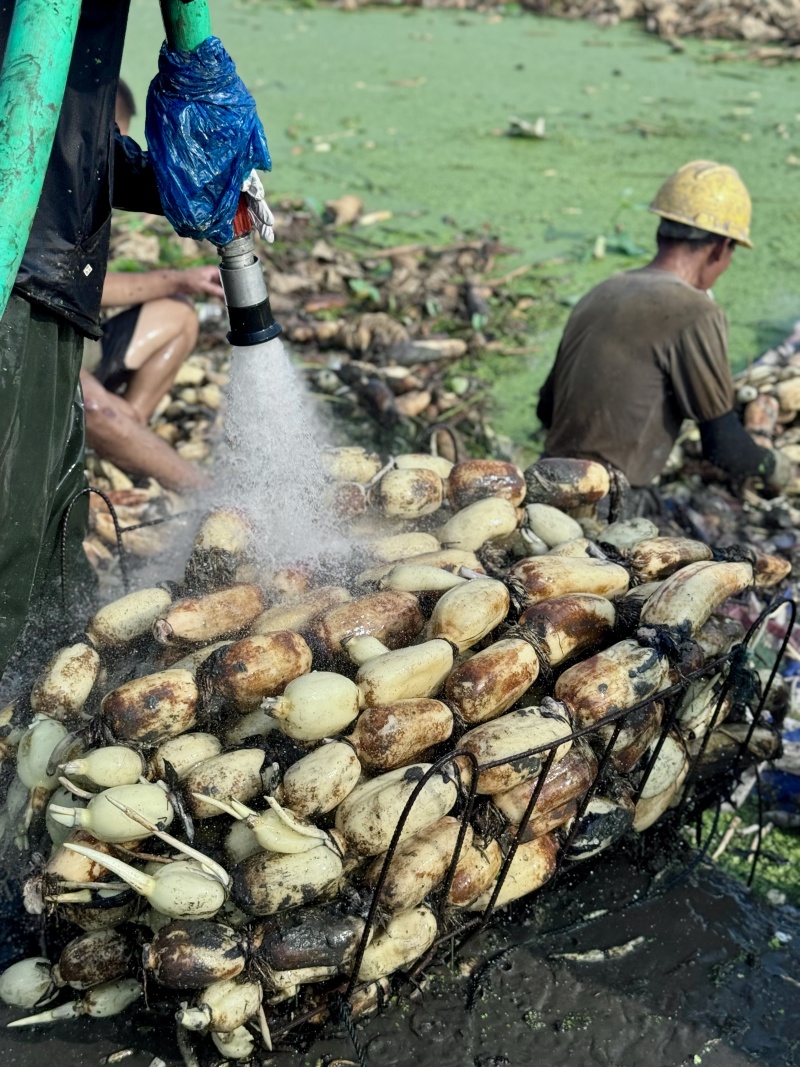 优质3735莲藕，鄂莲6号，鄂莲8号产地一手货源保质保量