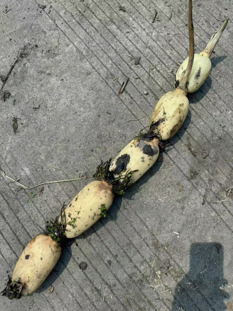 优质3735莲藕，鄂莲6号，鄂莲8号产地一手货源保质保量