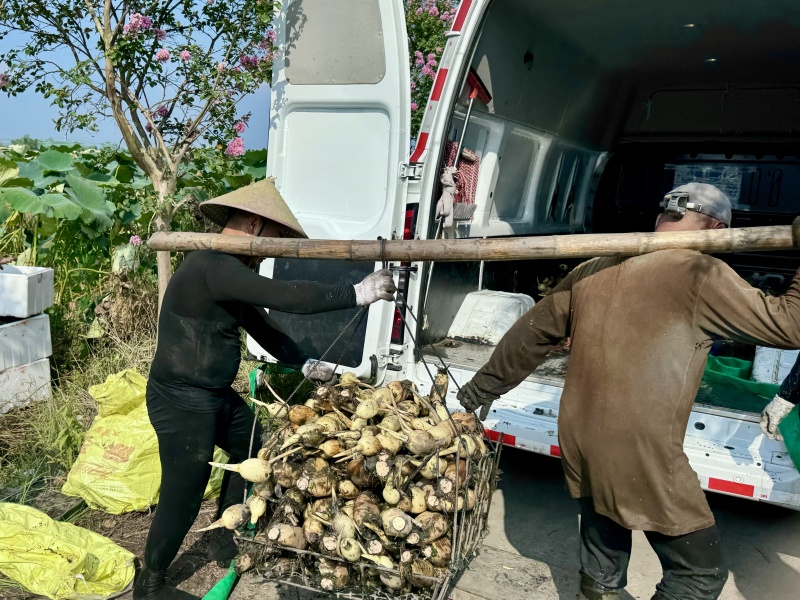 优质鄂莲6号莲藕供应地头直发物美价廉欢迎咨询考察