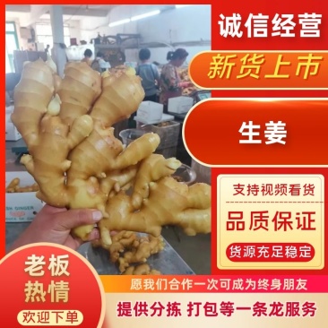 【精品大黄姜】产地一手货源批发《保质保量//坏烂包赔》