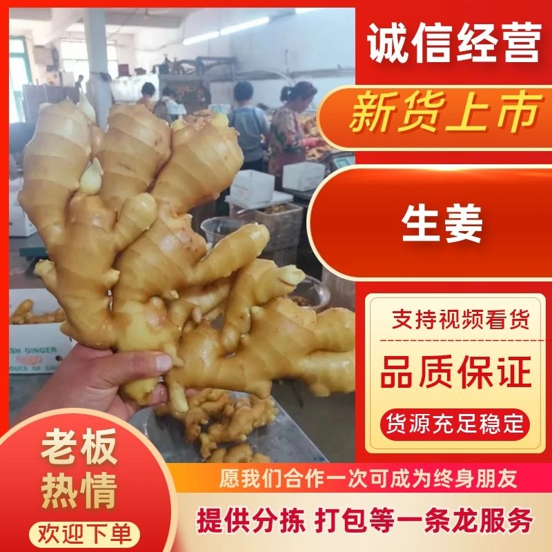 【精品大黄姜】产地一手货源批发《保质保量//坏烂包赔》