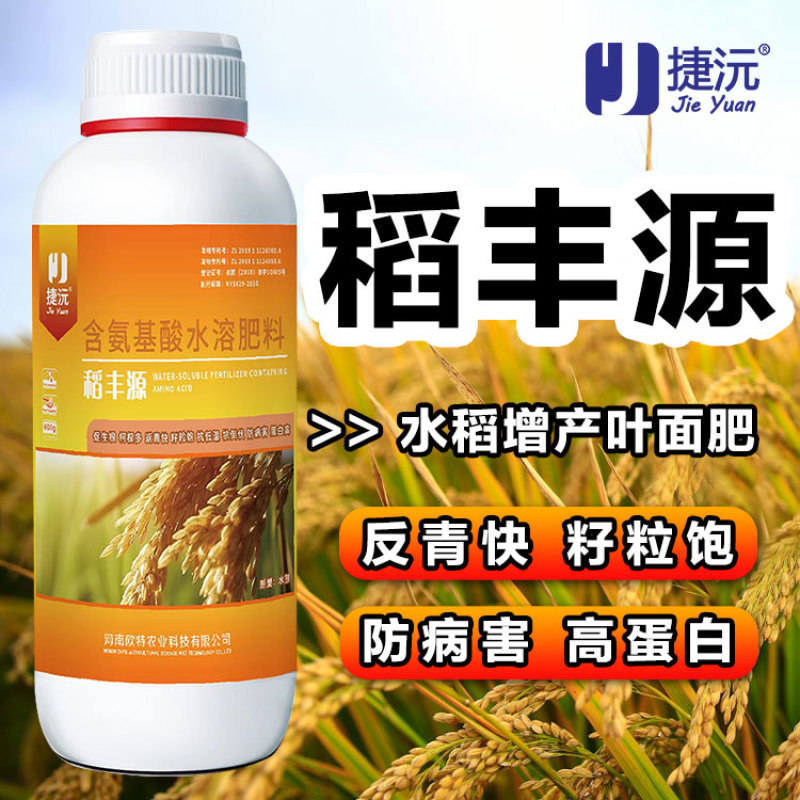 捷沅稻黄金稻丰源籽粒饱满抗倒伏促分蘖促早熟灌浆水稻高产叶