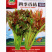香椿种子批发红叶净籽芽苗菜早熟芽率高基地品种