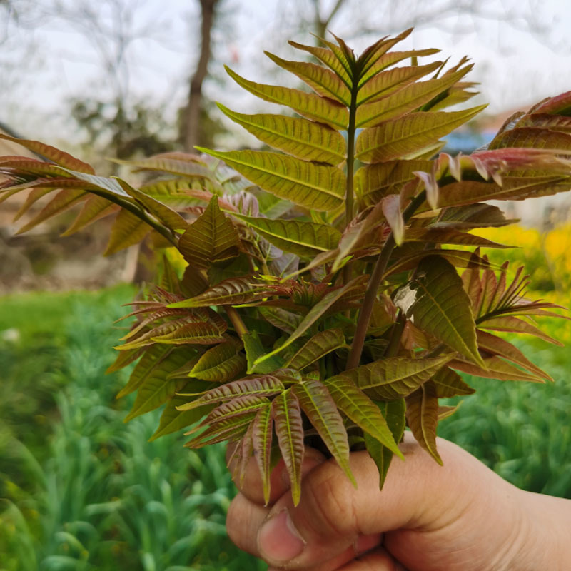 香椿种子批发红叶净籽芽苗菜早熟芽率高基地品种