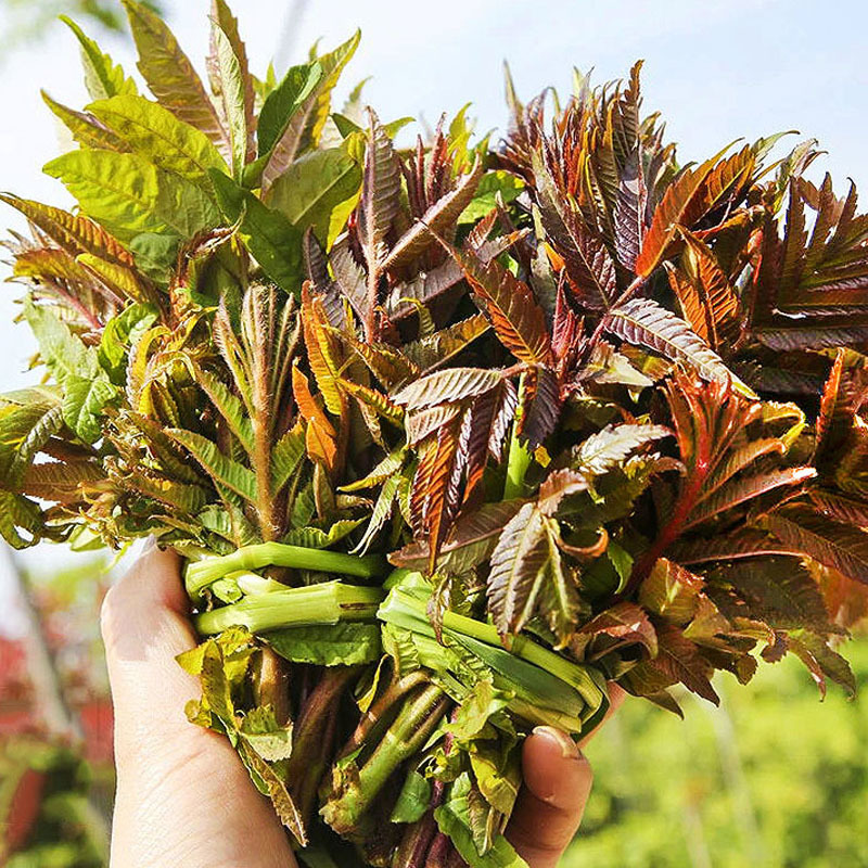 香椿种子批发红叶净籽芽苗菜早熟芽率高基地品种