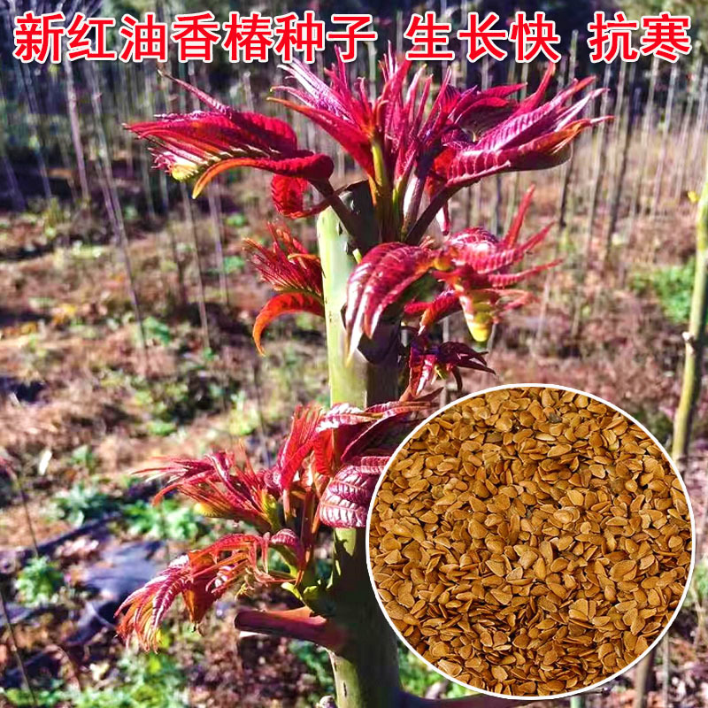 香椿种子批发红叶净籽芽苗菜早熟芽率高基地品种