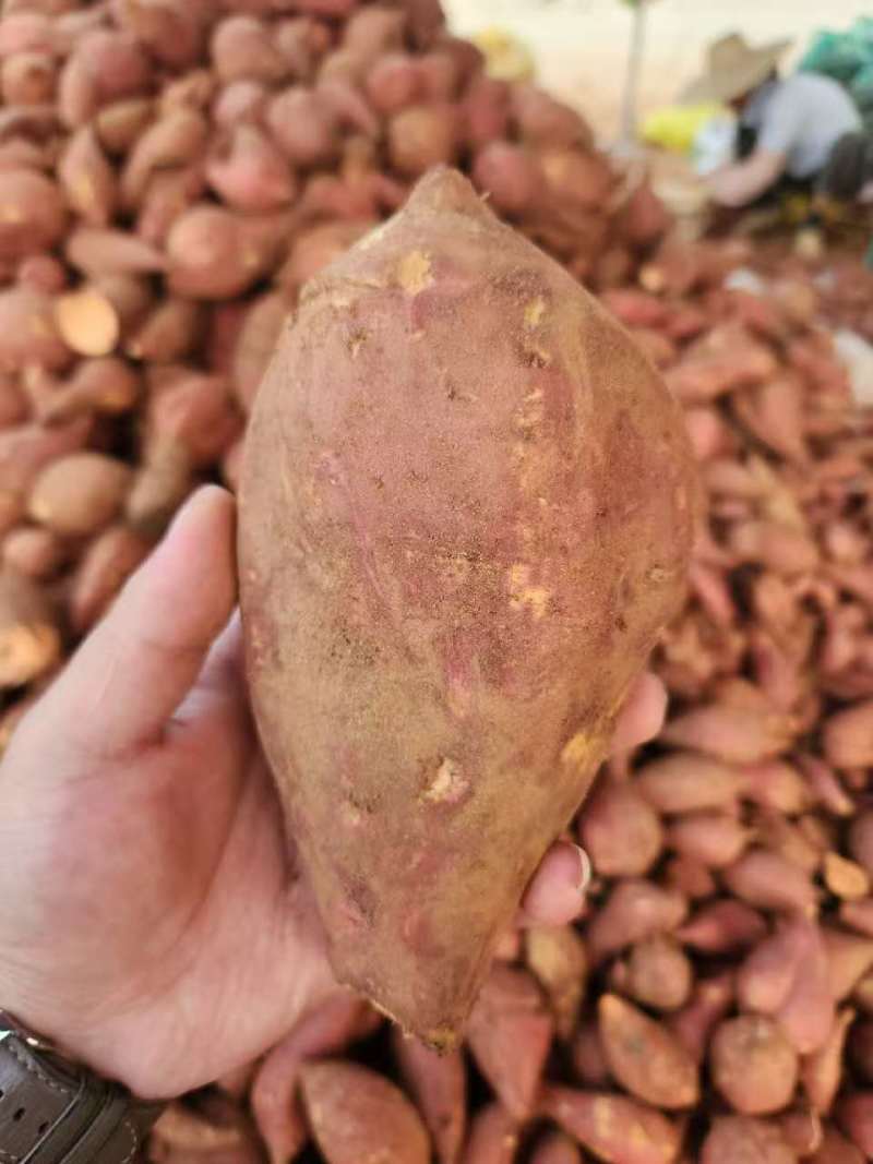 【西瓜红】广东红薯-西瓜红红薯工厂货可加工薯条红薯泥