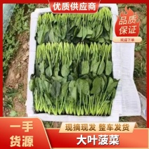 山东滨州菠菜大量上市保质保量代发全国全年不断货