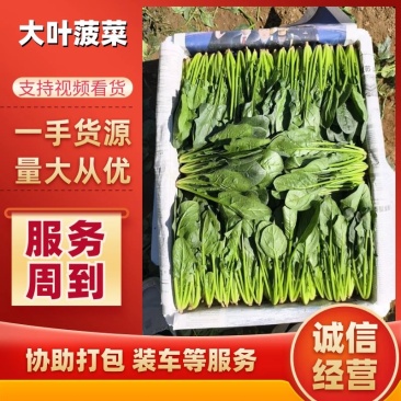 山东滨州惠民县泡沫箱菠菜基地大量上市保质保量发全国