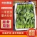 山东滨州惠民县泡沫箱菠菜基地大量上市保质保量发全国