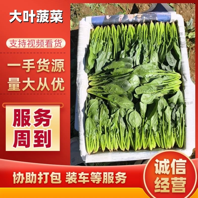 山东滨州惠民县泡沫箱菠菜基地大量上市保质保量发全国