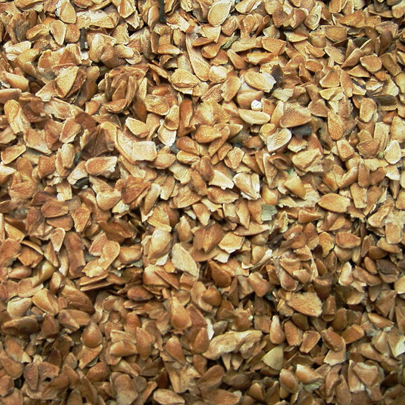 香椿种子批发红叶净籽芽苗菜早熟芽率高基地品种