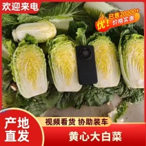 陕西黄心大白菜大量有货保质保量保质保量对接全国