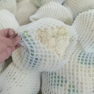 精品松花菜产地一手货源供应电商市场商超