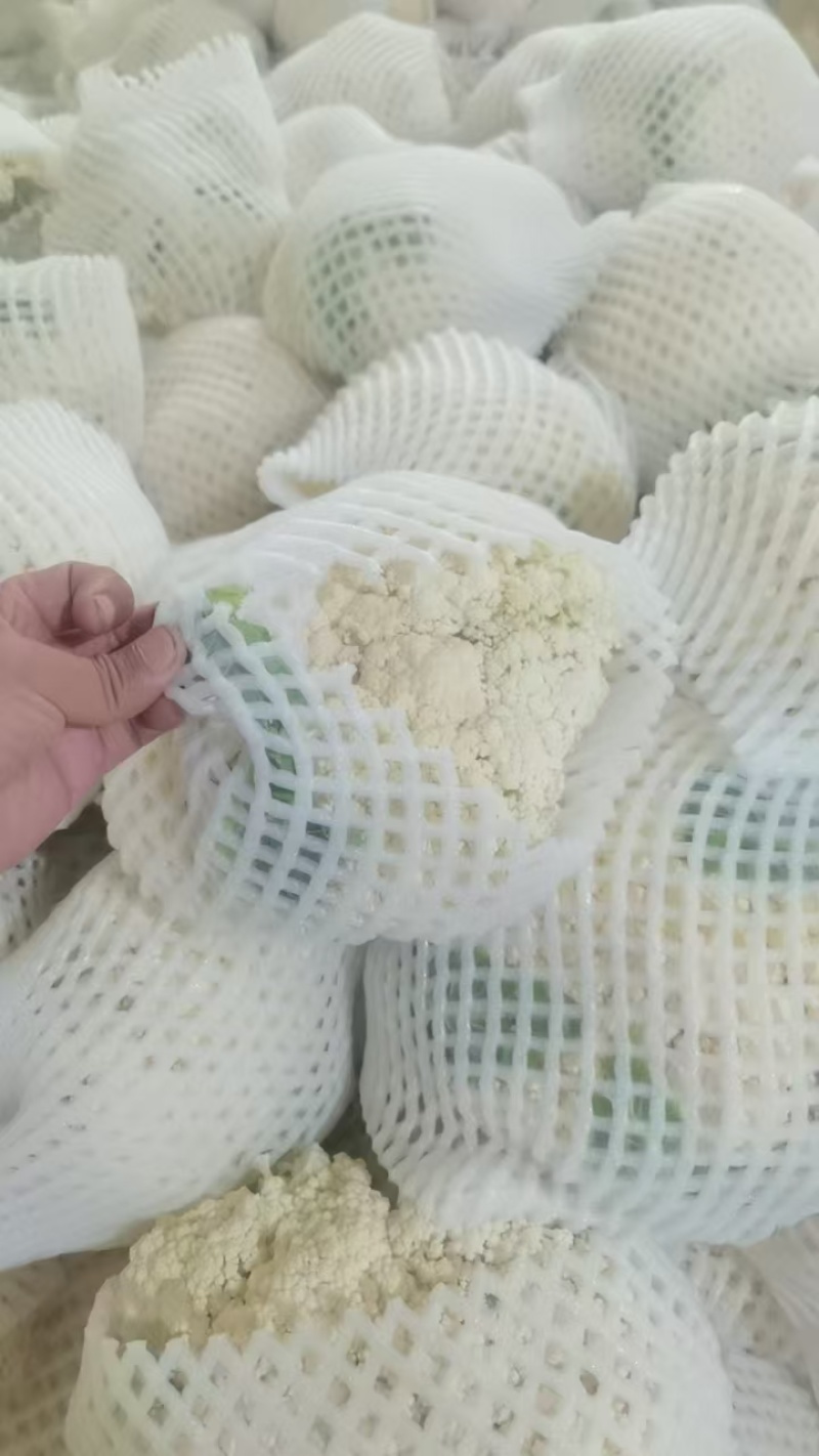 精品松花菜产地一手货源供应电商市场商超