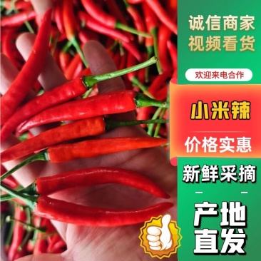 【优选】河南商丘辣椒小米椒-产地直发-大量供应-可看货