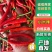 【优选】河南商丘辣椒小米椒-产地直发-大量供应-可看货