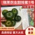 山东寿光精品草莓番茄苗铁皮柿子苗抗病强高成活欢迎来电
