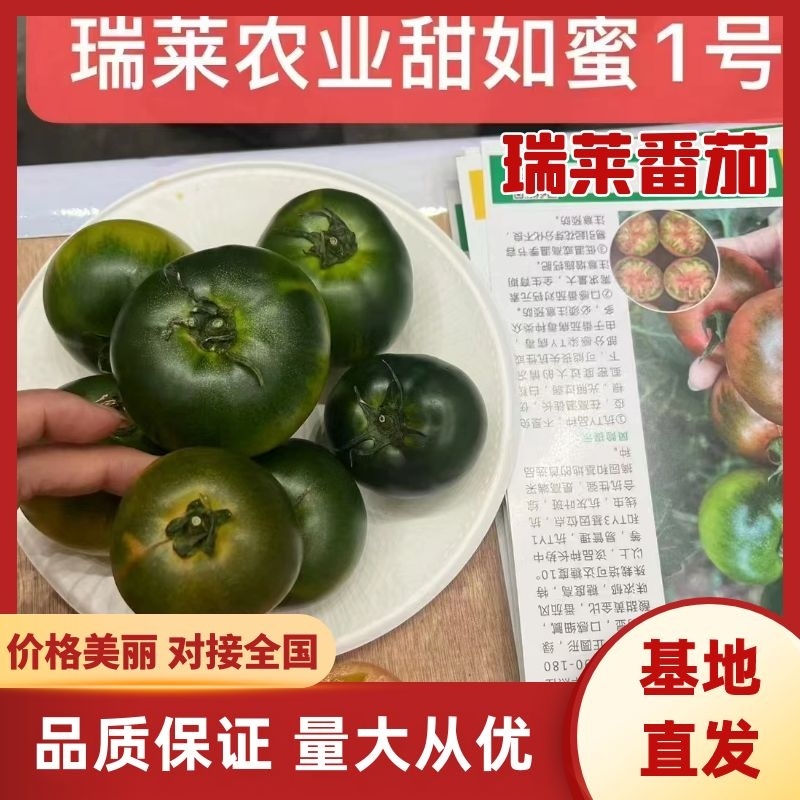 山东寿光精品草莓番茄苗铁皮柿子苗抗病强高成活欢迎来电