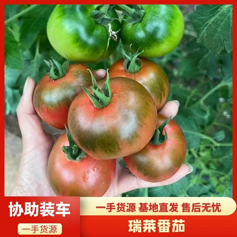 草莓番茄种子酸甜可口黄金配比真正小时候的味道