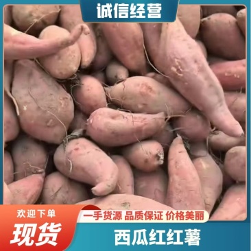 【西瓜红】广东红薯-西瓜红红薯工厂货可加工薯条红薯泥