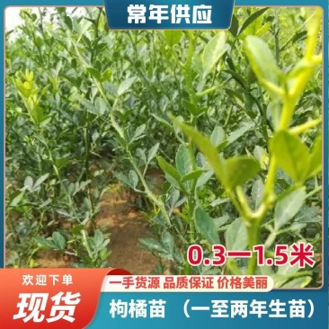 枸橘苗（一至两年生苗），0.3一1.5米，根系完好。