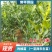 枸橘苗（一至两年生苗），0.3一1.5米，根系完好。