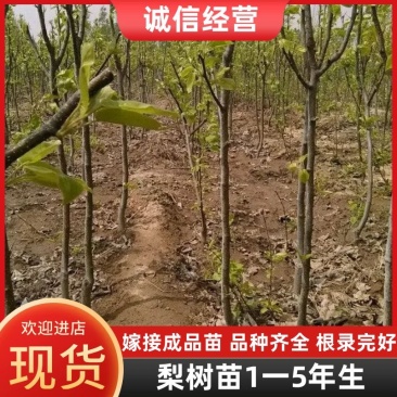 梨树苗，1一5年生，嫁接成品苗，品种齐全，根录完好。