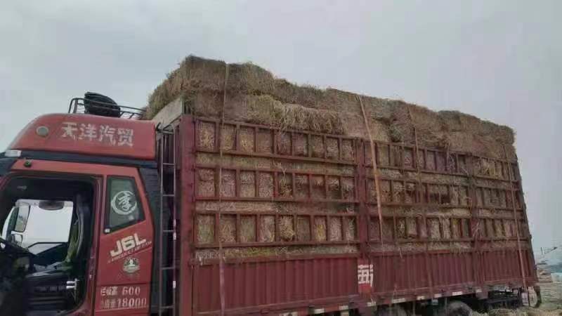 【牛商优选】长稻草-工厂直销-价格优惠-可对接基地