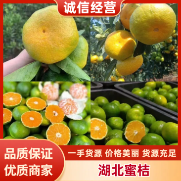 【蜜橘】湖北精品蜜橘特早蜜橘大量上市现场采摘质量保证
