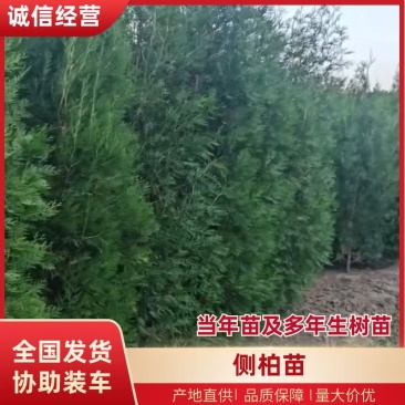 侧柏苗，当年苗及多年生树苗，诚信为本。
