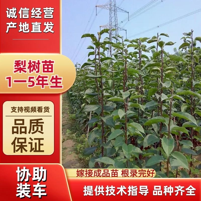 梨树苗1~4cm80cm以上